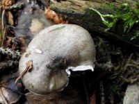 Schwarzpunktierter Schneckling